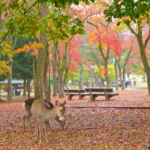 Nara